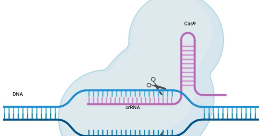 Figure of the mechanism of Crispr-Cas9 enzyme action from the associated article