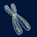 3D Image of a chromosome