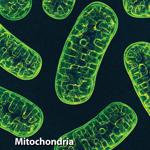 Fluorescently-labelled (green) mitochondria