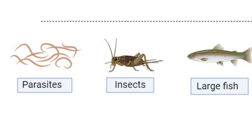 Figure from associated article, portraying how parasites are passed up the food chain from insects to fish to birds of prey