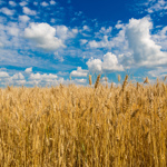 Field of wheat