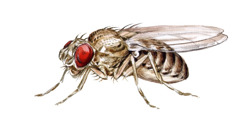 Colour image of a fruit fly