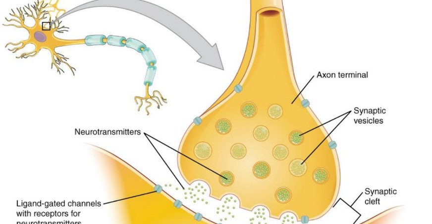 Figure depicting the synapse with post and pre synaptic neurons and neurotransmitters from the associated article