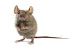 Image of a mouse on a white background