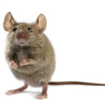 Image of a mouse on a white background