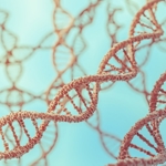 3D rendered illustration of DNA molecules in chromosomes