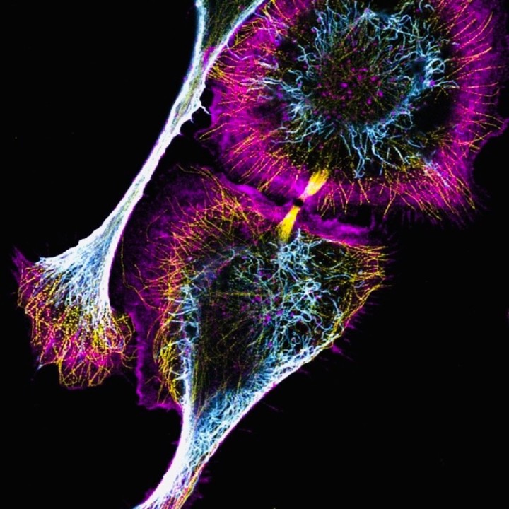 Image of Milan Collins