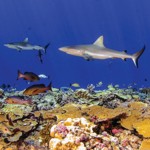 A reefscape image including groups of predators patrolling the reefs of the Phoenix Islands Protected Area