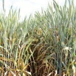 Comparisons of wheat plants in the field that are susceptible to rust disease (left) versus a plant carrying adult resistance genes (right)