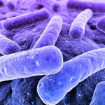 Microscopic image of bacteria